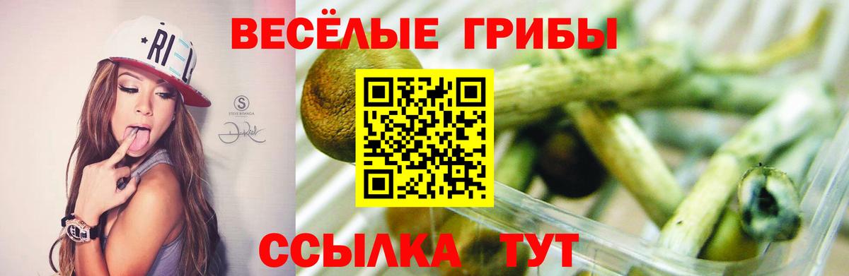 Псилоцибиновые грибы Cubensis Саратов